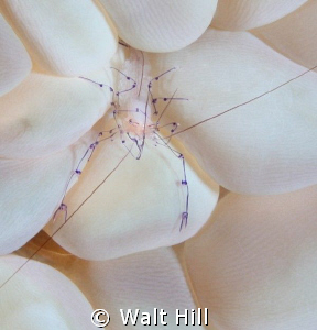 Bubble Coral Shrimp with eggs. by Walt Hill 